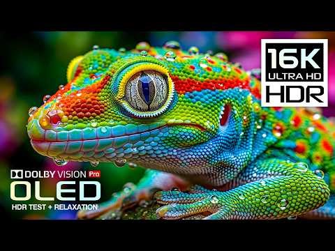 BEST Vivid OLED HDR TEST | 16K HDR Nature Video | Dolby Vision 120FPS (8K/4K Video TV)