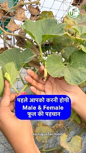 199K views · 1.3K reactions | घीया, तोरी में Male Female Flower की पहचान  Hand Pollination Unique Farming | Unique Farming | Facebook