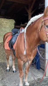 A haflingi kisló vagy avelignese ló osztrák eredetű hidegvérű lófajta. Szőke szépségnek is becézik, nevét egy kis dél-tiroli hegyi falunak, Haflingnek köszönheti. A hegyvidékek biztos járású lova, amelyet a helybeli parasztok málhás- és kocsilóként használtak. Wikipédia Származási hely: Ausztria, Olaszország Szín: A sárga többféle árnyalata, sörénye, farka világos színű Eredete: XVIII. század Marmagasság: 145-155cm között🙂🥰😊 | István Magyar