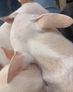 20K views · 338 reactions | I’m gonna tell you the honest truth…the licking has become like nails on a chalkboard to me. Sooooo annoying!! Certainly testing my patience.樂廊 | Animal Education and Rescue | Facebook