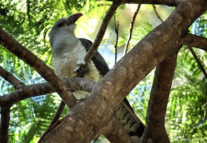 Channel Billed Cuckoo