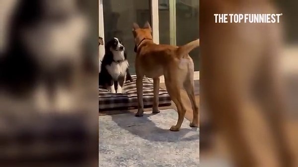 The Funniest Oops Moments You’ll See Today 😂