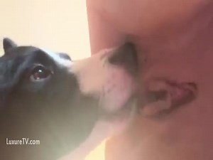 Dog licks her until she squirts