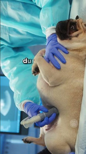 Signs Indicating the Need for a Dog's C Section #dogs