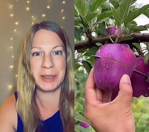 Cutting a Purple Apple in a Beautiful Garden