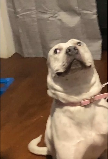 Hilarious Dogs Acting Guilty: A Must-See Compilation