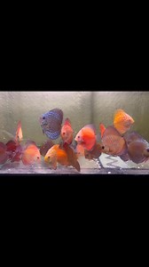 ‘When are you guys getting more Discus in?’… well now actually! Haha 8cms all feeding amazing on dry food, stendker Beef heart and prima. We have 4 colours of each strain available! Already coming up and hand feeding….Going to have to grab a couple myself!😍❤️🔥 | Exotic Aquatics Belfast