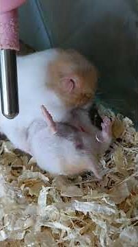 Hamster Space Hamster Hamster Meme Hamster Maze Hamster Hell Hamster Cage #shorts # 108