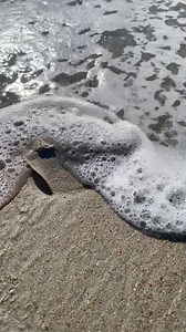 The Atlantic stingray (Hypanus sabinus) is a species of stingray in the family Dasyatidae, common along the Atlantic coast of North America from Chesapeake Bay to Mexico, including brackish and freshwater habitats. It may be distinguished from other stingrays in the area by its relatively elongated snout. This species is of little commercial importance, other than for sale in the aquarium industry. | Critters Of The World & Southern Outdoor Education