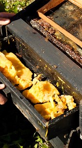 Glimpse inside bee hive | DeMilked