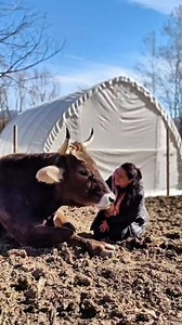 Inca din copilarie ni se spune ca taurii sunt agresivi si periculosi. Ii vedem in filme si desene animate ca niste fiare furioase, gata sa atace la cea mai mica miscare. Ni se spune ca sub nicio forma nu trebuie sa ne apropiem de ei… Dar nimeni nu ne spune povestea reala… 😔 Nimeni nu ne spune ca taurasii sunt munti de iubire si blandete. ❤️ Ca adora sa fie mangaiati pe frunte, pe gat, pe spate. ❤️ Ca ofera pupici la schimb pentru mangaierile si cuvinte frumoase primite… ❤️ Bradut crede ca e tim