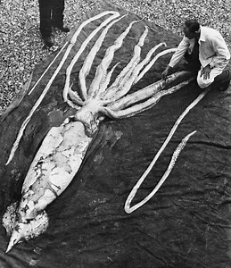 Deep sea gigantism - Alchetron, The Free Social Encyclopedia