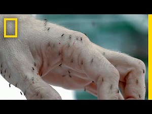 Mosquito Death Squad | The Big Picture with Kal Penn