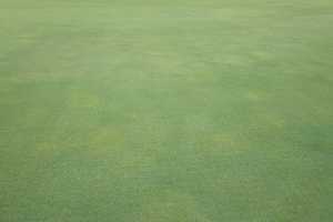 Pythium root rot diseases on golf courses