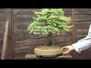 Dawn Redwood.