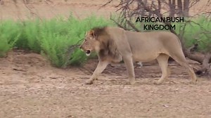 14K views · 476 reactions | That moment when a young male lion of the Kalahari emerges from the plains and walk straight to you before turning to the waterhole to quench his thirst = priceless moments in the African Bush Kingdom | African Bush Kingdom | Facebook