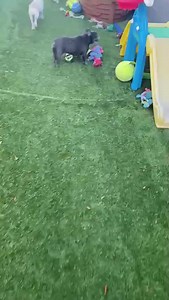 Fancy Pets on Reels | Facebook