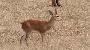 Steenbok is one of the smallest antelopes in the African Bush Kingdom. They're usually scrape the ground before and after urination and defecation. #AfricanBushKingdom KNP 🇿🇦 | African Bush Kingdom