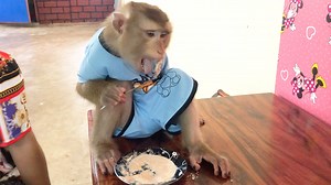 5.8K views · 829 reactions | Prince Jason Look So Neat Eat Milk Porridge With Mom Praise To Gain Weight | Monkey Jason | Facebook