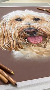 6.5K views · 424 reactions | Completed portrait of Nala the cockapoo. A video showing it from lots of different angles, I hope you enjoy! Thank you all for your kind responses to the close up photo post ❤️ Created with Faber-Castell Pitt Pastel Pencils on Clairefontaine Pastelmat, 14” x 16” #artistsoninstagram #artist | Sophie Fois Artwork | Facebook