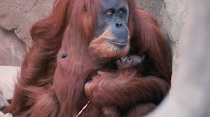 124K views · 18 reactions | Heart-warming footage shows a smiling orangutan proudly showing off her new born baby  | Storytrender | Facebook