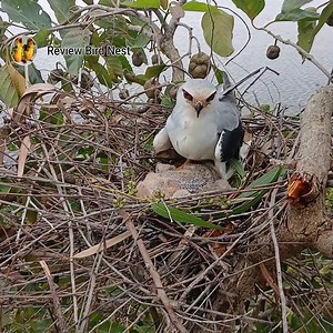 5.2K views · 296 reactions | EP40. Black-winged kite birds The mother bird has rat food for her chicks to eat in the nest. | Review Bird Nest | Facebook