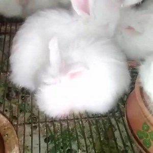 Gaint Angora Bunnies | Aseel Breed for Sale in Pakistan