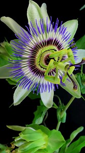 5K views · 55 reactions | Stillness and calm that gets you ready to burst forth in full expression. | Yogi | Facebook