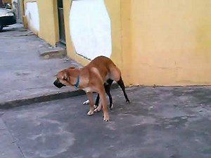 Cachorro Cruzando @lovepetdogs