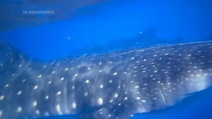 Where do whale sharks mate? The search to learn where the magic happens for the world's bigg...