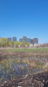 9.6K views · 398 reactions | Delta Văcărești #bucuresti #bucharest | Sweet Bucharest | Facebook