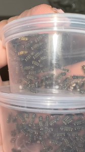 2.1K views · 18 reactions | So many caterpillars  Small emperor moth | Jumping spider & Moth life | Facebook