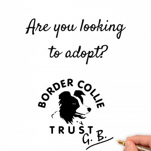 Border Collie Trust GB on Reels