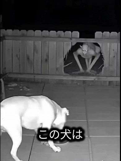 犬と未確認生物の都市伝説