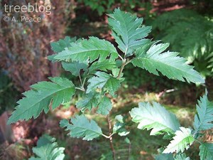 Sorbus arranensis - Alchetron, The Free Social Encyclopedia