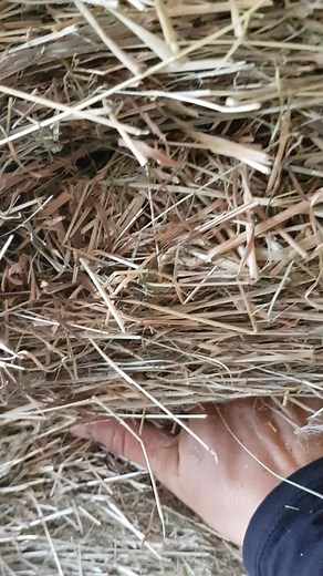 1.8K views · 17 reactions | Fütterungsberatung SEHR dickes Pferd,...