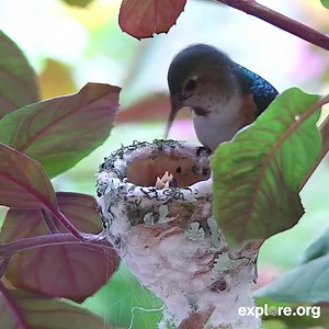 A warm welcome to Aryana's new hatchlings! 🐣 Watch them on our live cam: https://explore.org/livecams/hummingbirds/aryana-hummingbird | explore.org