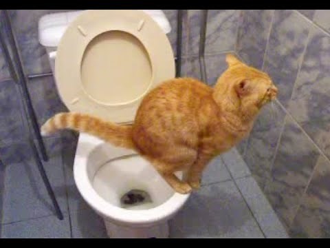 Gato en el baño