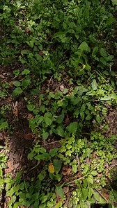 Vertical Video Walnut Forest: стоковое видео (без лицензионных платежей), 3526033543 | Shutterstock