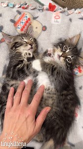 Cyclone does everything a little bit differently... 😂💕 Are you awesome enough for Cyclone and his floofy brother Fritz? Apply meow: TinyKittens.com/adopt Fall in love: TinyKittens.com/live #rescuecat #cuteanimals #funnyanimals #rescuedismyfavoritebreed #cats #kittens #animalrescue | Tinykittens