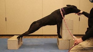 National Disaster Search Dog Foundation on Reels | Facebook