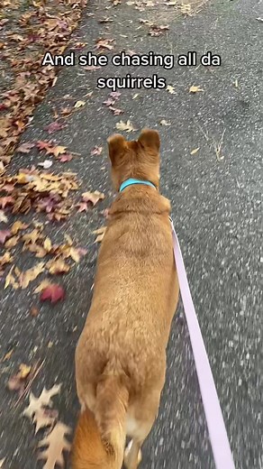 Flappy Dog Ears in the Woods