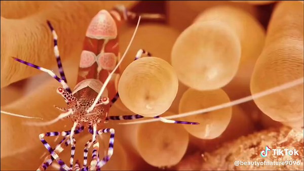 Underwater World || Vibrant Marine Life Spectacle || Relaxation Video || #nature #oceanlife #ocean #beautyofnature #blueocean #relaxing #calmingvideos #calmingsounds #coolvideo #blueocean #deepsea #deepseacreatures #marines #marinelife #foryou #foryoupage