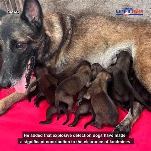 The Cambodian Mine Action Centre (CMAC) has successfully bred 17 puppies, which are in line to become the next generation of explosive detection dogs. The newborn pups were born of two mothers on Tuesday under the vigilant care of veterinarians. Of the pups, 11 were female and six were male. | Khmer Times