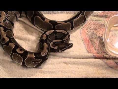 Removing a Retained Eye Cap on a Snake