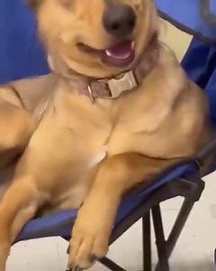 Babs #2183 is available | The Relinquished Souls Animal Rescue Society Reg non-profit # 3318351