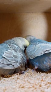 Budgie parents service 24/7 | Mo Budgie