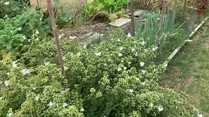 4.4K views · 131 reactions | How To Make Homemade Insecticide -...