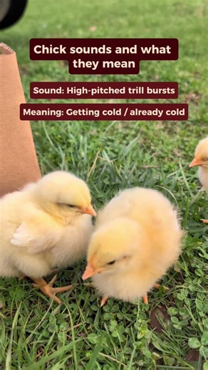 If you've ever wondered what all that peeping means, here are five common chick sounds explained.