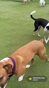 Patsy girl swimming in the pool. Of course, not for long- off to find the ball  #leessummit #doggydaycare | Summit Pet Care | Facebook